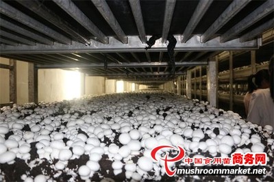江苏:连云港首家食用菌生产企业获供港资质_产业资讯_食用菌新闻_中国食用菌商务网