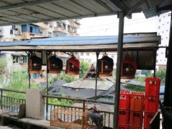 图 长期出售川派鸟笼 重庆宠物食品 用品