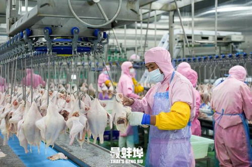 一只鸡，一座城 蚌埠如何借力重庆风味征服世界味蕾